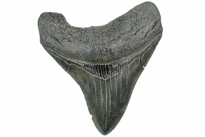 Serrated, Fossil Megalodon Tooth - South Carolina #234035